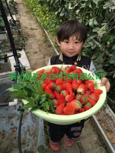 泰州乐环无土栽培槽技术、泰州乐环无土栽培槽