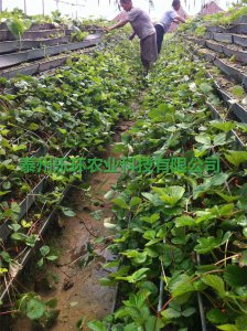 泰州乐环无土栽培槽技术、泰州乐环无土栽培槽
