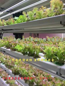 泰州乐环无土栽培槽